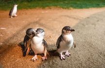 Boutique Phillip Island Food, Wine and Penguins from Melbourne