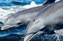 Dolphin Sunset Tour in Orange Beach