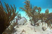 Explore Secluded Mexico Rocks and Stingray City