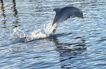Dolphin Sunset Tour in Orange Beach