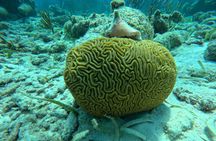 Exceptional Snorkel in two of Belize's Best Marine Parks