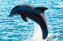 Dolphin Sunset Tour in Orange Beach