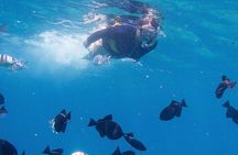 Snorkeling Adventure at Turtle Canyon