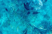 Snorkeling Adventure at Turtle Canyon