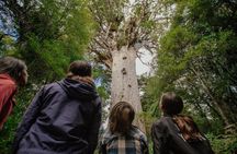 Auckland to Paihia via West Coast Small Group Tour (One Way)