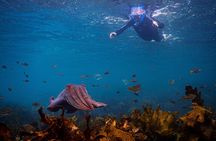 Snorkeling To Discover Sydney's Underwater Wonders