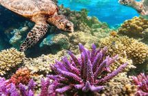 Top Snorkeling Experience in Puerto Morelos Reef