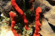 Puerto Morelos Snorkeling: Discover Vibrant Underwater Life