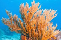 Top Snorkeling Experience in Puerto Morelos Reef