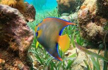 Snorkeling adventure at Puerto Morelos Reef National Park