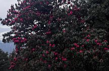 Panch Kedar Yatra Multi Day Tour from Dehradun