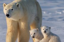 Arctic Wildlife Adventure Ranua Wildlife Park Trip