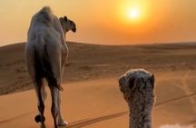 Salalah Desert Safari Adventure – Sunset & Dune Bashing