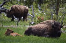 Lamar Valley Wildlife Hike in Yellowstone Full Day with Lunch
