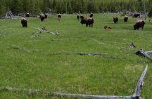 Lamar Valley Wildlife Hike in Yellowstone Full Day with Lunch