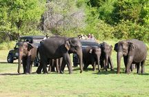 Luxury safari to minneriya national park 