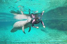 3 Hour Guided Manatee Snorkel