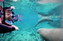 3 Hour Guided Manatee Snorkel
