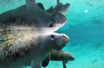 3 Hour Guided Manatee Snorkel