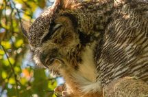 Golden Gate Park Twilight Wildlife Walking Tour