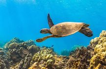 Experience Shared Snorkel and Sunset Sail in Maui