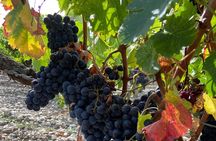Saint Emilion Castle and Village Wine Tour