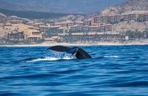 Humpback Whale Watching Private Tour Lead by Marine Biologist