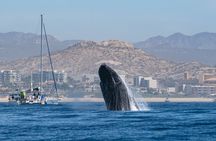 Humpback Whale Watching Private Tour Lead by Marine Biologist