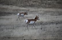 Private Full Day Tour of Yellowstone's Natural Wonders