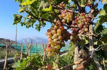 E-Bike tour in Sorrento Peninsula and wine tasting