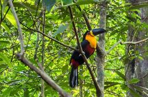 Explore the Best of Tijuca Forest – Hike to Peaks, Caves & Falls