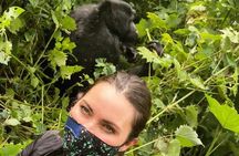 3 Days 2 Nights Gorilla Tracking Bwindi Impenertrable National Park