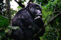 3 Days 2 Nights Gorilla Tracking Bwindi Impenertrable National Park