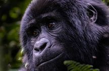 3 Days 2 Nights Gorilla Tracking Bwindi Impenertrable National Park