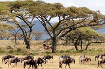 Maasai Mara National Reserve 3 Day Minivan Tour