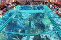 Glass Boat Sea Trip 1 hour With Transportation - Sharm El Sheikh