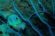 Ultimate Beginner Snorkeling Tour