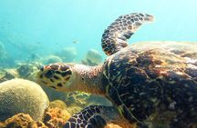 Ultimate Beginner Snorkeling Tour