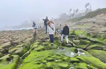San Diego Tide Pool Tour