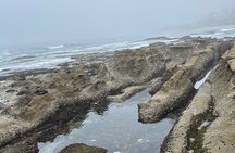 San Diego Tide Pool Tour