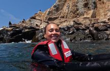 Palomino Islands Yacht Tour for Swimming with Sea Lions