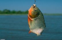 Amazon Piranha Fishing - Real Jungle Experience 