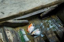 Amazon Piranha Fishing - Real Jungle Experience 