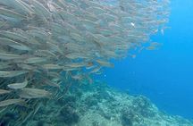 Napaling Sardines, Hinagdanan Cave and Twin Falls Adventure