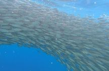 Napaling Sardines, Hinagdanan Cave and Twin Falls Adventure