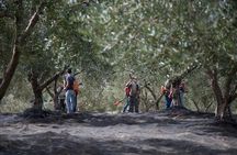 Olive Oil Tour and Tasting