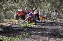 Olive Oil Tour and Tasting