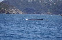 Small Group Dolphin Sunset Tour on Electric Sailing Boat Denia