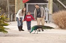 Explore Temaiken: Biopark Tour Experience