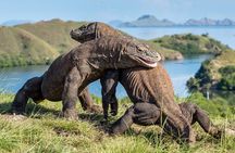 Ultimate Adventure with our Private One Day Komodo Tour